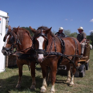 Promenade en chevaux de trait