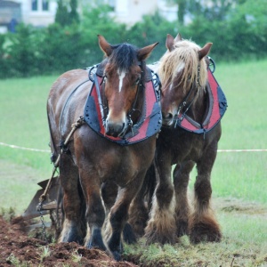 Les solides et majestueux Chevaux de Trait