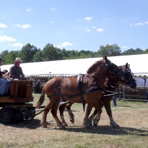 Promenade avec des chevaux de trait