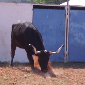 La vachette va charger !