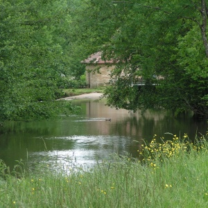 Arrivée au moulin de la Baysse - Un col vert nage devant le moulin.