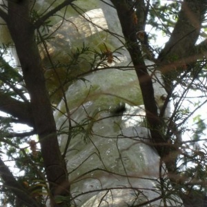 Un cocon de taille exceptionnelle a été repéré dans les arbres